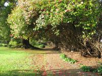 Im Palheiro Garden