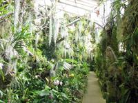 Im Orchideengarten
