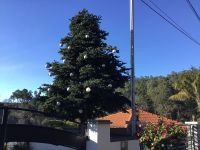 Weihnachtsbaum? &ndash; &copy; Roswitha Zytowski (Eberhardt TRAVEL)
