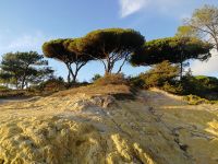 feuchten, gut drainierten, mäßig nährstoffreichen Sand- und Kiesböden sehr wohl.jpg &ndash; &copy; Patrick Erdmann (Eberhardt TRAVEL)