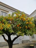 Ein Zitrusbaum in Faro, (Erntezeit Dezember bis März).jpg &ndash; &copy; Patrick Erdmann (Eberhardt TRAVEL)