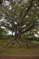Gummibaum &ndash; &copy; Martin Gruhle (Eberhardt TRAVEL)