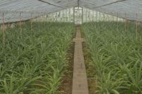Ananasplantage &ndash; &copy; Martin Gruhle (Eberhardt TRAVEL)