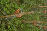 Ananas &ndash; &copy; Martin Gruhle (Eberhardt TRAVEL)