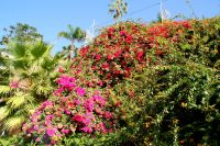44 Bougainvillea &ndash; &copy; Susanne Schirmann (Eberhardt TRAVEL)