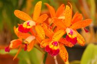 57 Orchideen in der Quinta da Boa Vista.