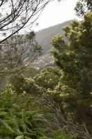 Akazienblüte &ndash; &copy; Martin Gruhle (Eberhardt TRAVEL)