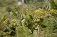 Papayas &ndash; &copy; Martin Gruhle (Eberhardt TRAVEL)