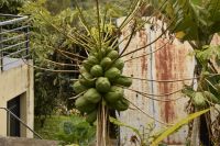 Papayas &ndash; &copy; Martin Gruhle (Eberhardt TRAVEL)