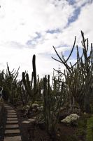 Kakteen Funchal &ndash; &copy; Martin Gruhle (Eberhardt TRAVEL)