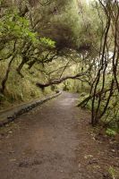 Verwunschener Wald &ndash; &copy; Martin Gruhle (Eberhardt TRAVEL)