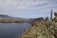 Blüten Ost-Madeira &ndash; &copy; Martin Gruhle (Eberhardt TRAVEL)