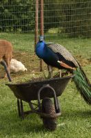 Pfau Madeira &ndash; &copy; Martin Gruhle (Eberhardt TRAVEL)
