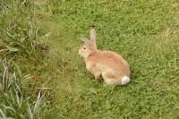 Kaninchen Levada do Rei &ndash; &copy; Martin Gruhle (Eberhardt TRAVEL)