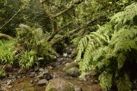 Dschungel Madeira &ndash; &copy; Martin Gruhle (Eberhardt TRAVEL)