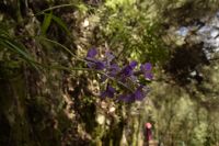 Blüten Madeira &ndash; &copy; Martin Gruhle (Eberhardt TRAVEL)