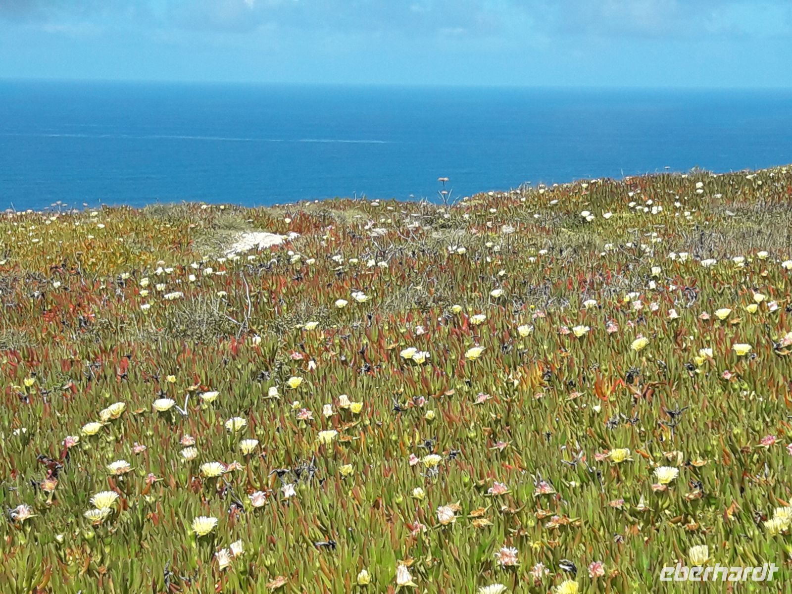 Cabo da Roca - Mittagsblumen &ndash; &copy; Wolfgang Balling (Eberhardt TRAVEL)