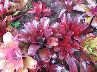 Botanischer Garten &ndash; &copy; Helen Krippner (Eberhardt TRAVEL)