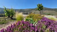 Flusskreuzfahrt Douro - Quinta da Roeda im Douro-Tal &ndash; &copy; Franziska Bergmann (Eberhardt TRAVEL)