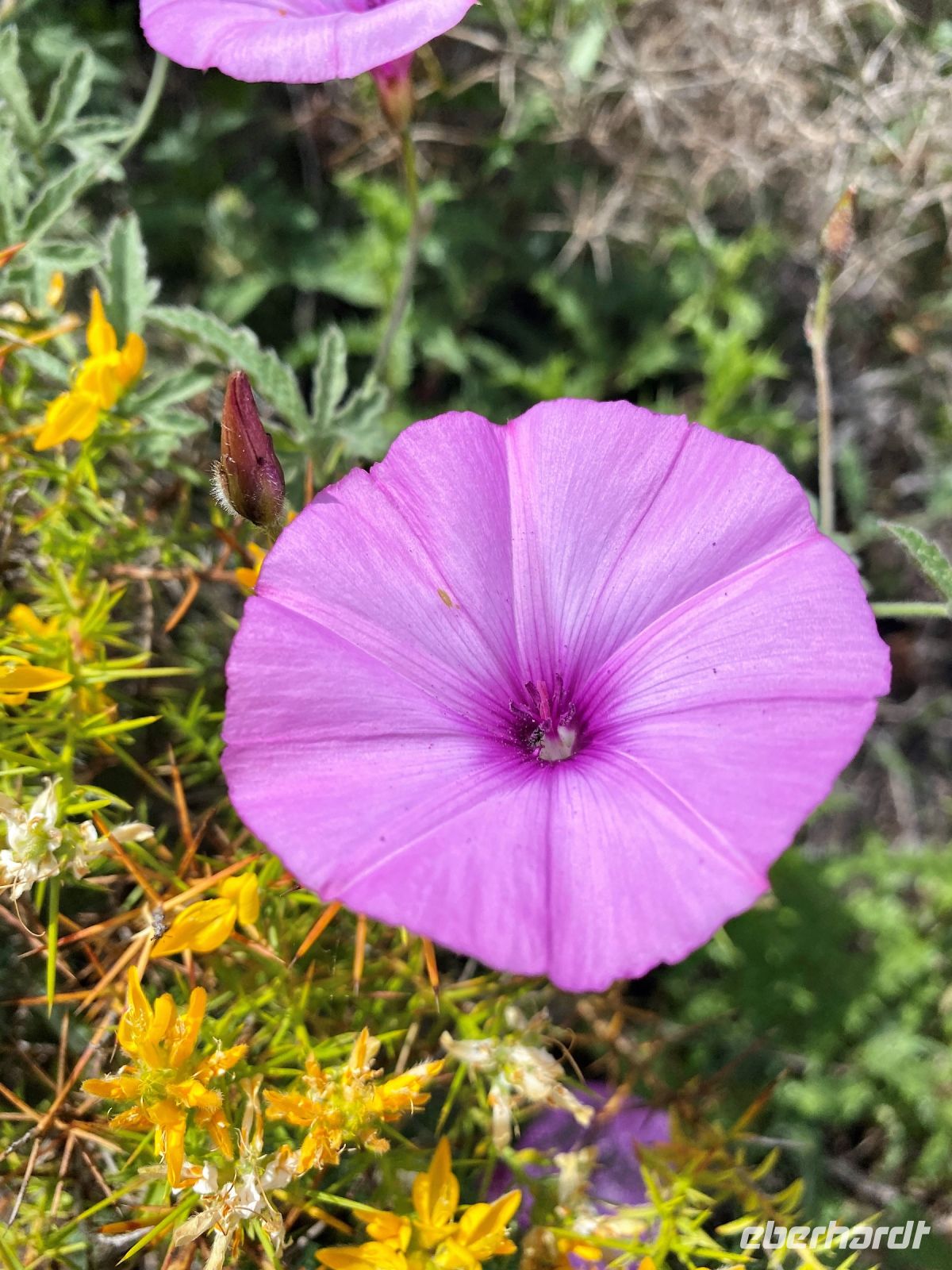 Tag 2 - Blumenvielfalt auf unserem Weg.jpg &ndash; &copy; Christin Kuschka (Eberhardt TRAVEL)