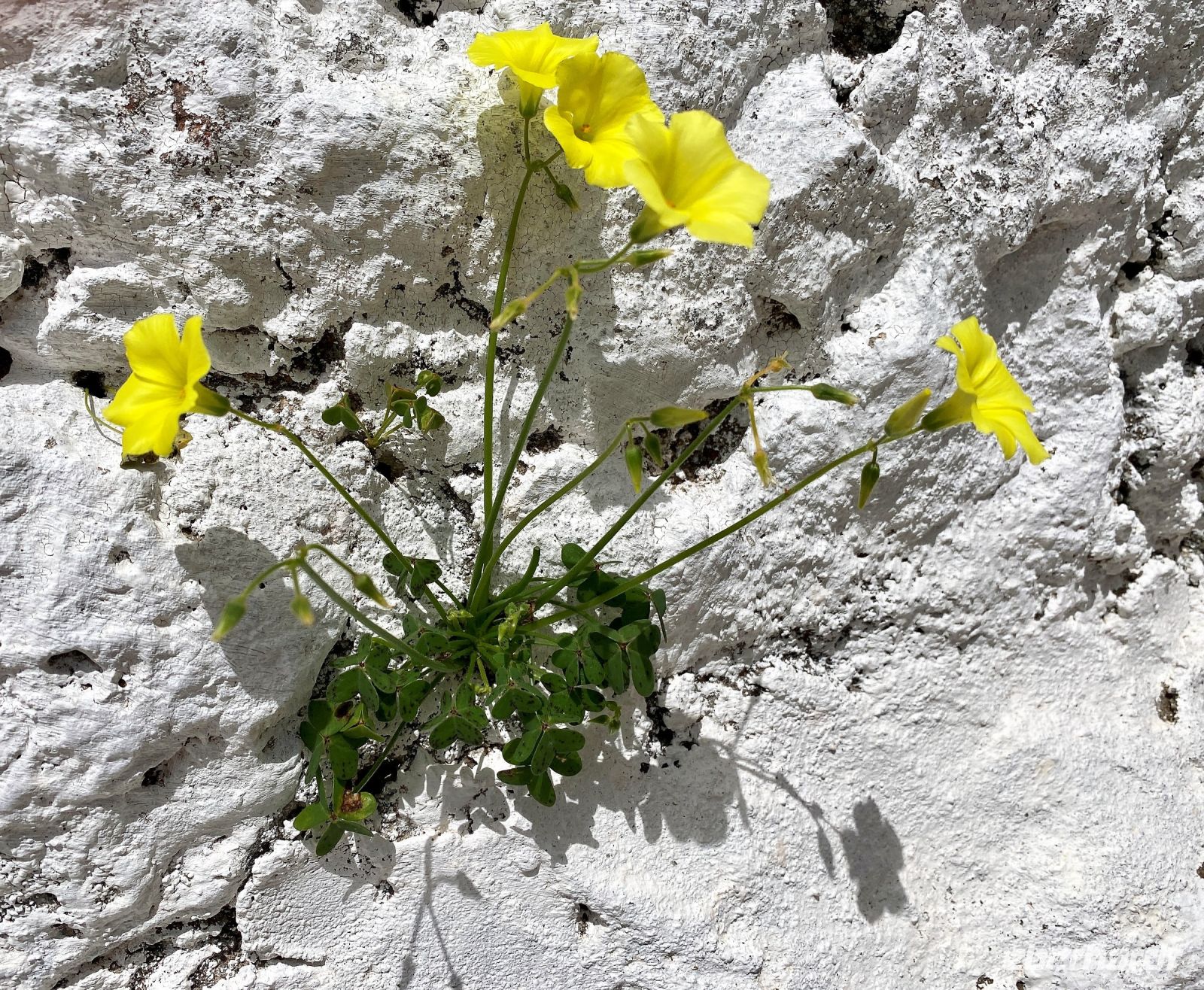 Tag 2 - Mauerblümchen.jpg &ndash; &copy; Christin Kuschka (Eberhardt TRAVEL)