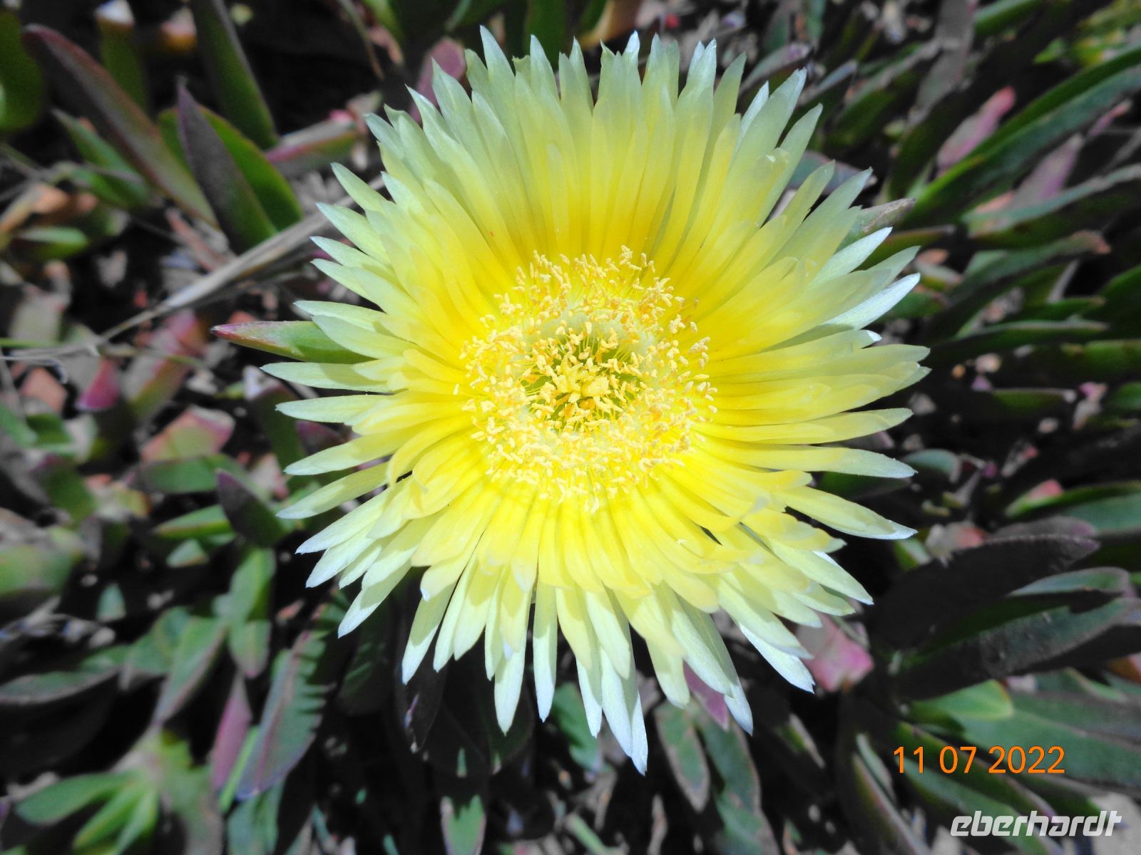 Cabo da Roca Blume &ndash; &copy; Martina Häselbarth (Eberhardt TRAVEL)
