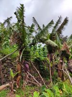 Wanderung Levada von Maracos &ndash; &copy; Philip Seidel (Eberhardt TRAVEL)