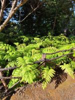 Botanischer Garten von Funchal &ndash; &copy; Philip Seidel (Eberhardt TRAVEL)
