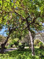 Leberwurstbaum &ndash; &copy; Philip Seidel (Eberhardt TRAVEL)