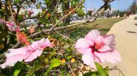 Singlereise Algarve / Portugal - Rundgang in Olhao &ndash; &copy; Franziska Bergmann (Eberhardt TRAVEL)