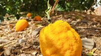 Singlereise Algarve / Portugal - Besuch einer Orangenplantage &ndash; &copy; Franziska Bergmann (Eberhardt TRAVEL)