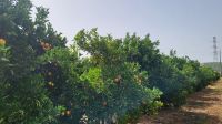 Singlereise Algarve / Portugal - Besuch einer Orangenplantage &ndash; &copy; Franziska Bergmann (Eberhardt TRAVEL)