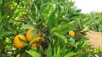 Singlereise Algarve / Portugal - Besuch einer Orangenplantage &ndash; &copy; Franziska Bergmann (Eberhardt TRAVEL)