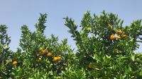 Singlereise Algarve / Portugal - Besuch einer Orangenplantage &ndash; &copy; Franziska Bergmann (Eberhardt TRAVEL)