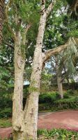 Azoren, Insel Sao Miguel, Pontadelgada, Papierbaum im bot.Garten &ndash; &copy; Ria Heilmann (Eberhardt TRAVEL)