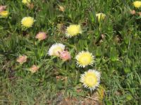 Mittagsblumen am Cabo da Roca &ndash; &copy; Annette Zocher (Eberhardt TRAVEL)