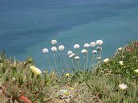 Steinnelke am Cabo da Roca &ndash; &copy; Annette Zocher (Eberhardt TRAVEL)