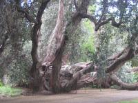 Ficus &ndash; &copy; Annette Zocher (Eberhardt TRAVEL)