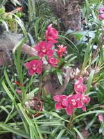 Orchideengarten &ndash; &copy; Annette Zocher (Eberhardt TRAVEL)