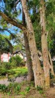 Ponta Delgada, Botanscher Garten Antonio Borges, Papierbaum &ndash; &copy; Ria Heilmann (Eberhardt TRAVEL)