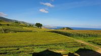 Teeplantage Gorreana &ndash; &copy; Ria Heilmann (Eberhardt TRAVEL)