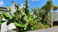 Bananenstaude &ndash; &copy; Ria Heilmann (Eberhardt TRAVEL)