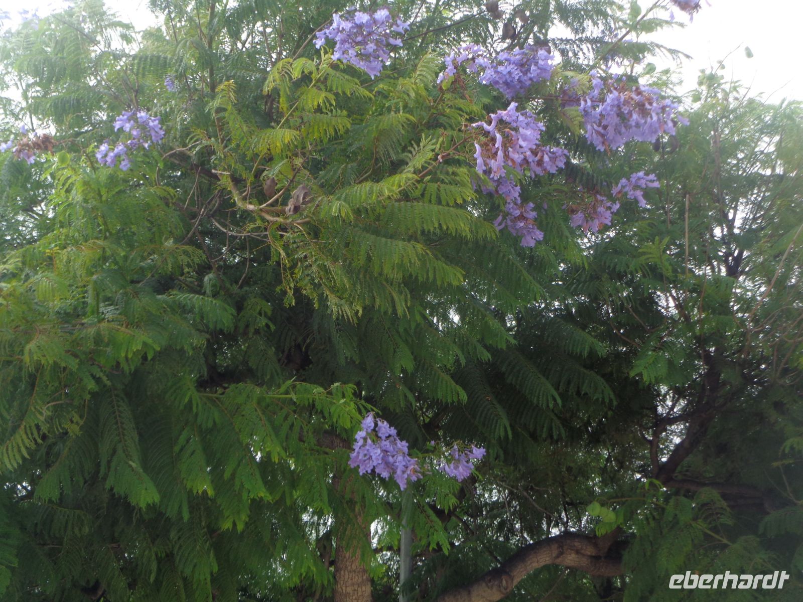 Lagos, Jacaranda &ndash; &copy; Barbara Mihut (Eberhardt TRAVEL)