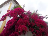 Óbidos &ndash; &copy; Barbara Mihut (Eberhardt TRAVEL)