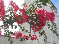 Lissabon, Alfama &ndash; &copy; Barbara Mihut (Eberhardt TRAVEL)