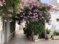 Bougainvillae Olhao &ndash; &copy; Sabine C. Seifert (Eberhardt TRAVEL)