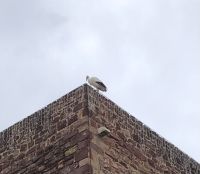 Adebar ganz nah &ndash; &copy; Sabine C. Seifert (Eberhardt TRAVEL)