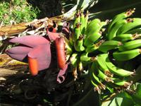 Bananenplantage &ndash; &copy; Jacob Spangenberg (Eberhardt TRAVEL)