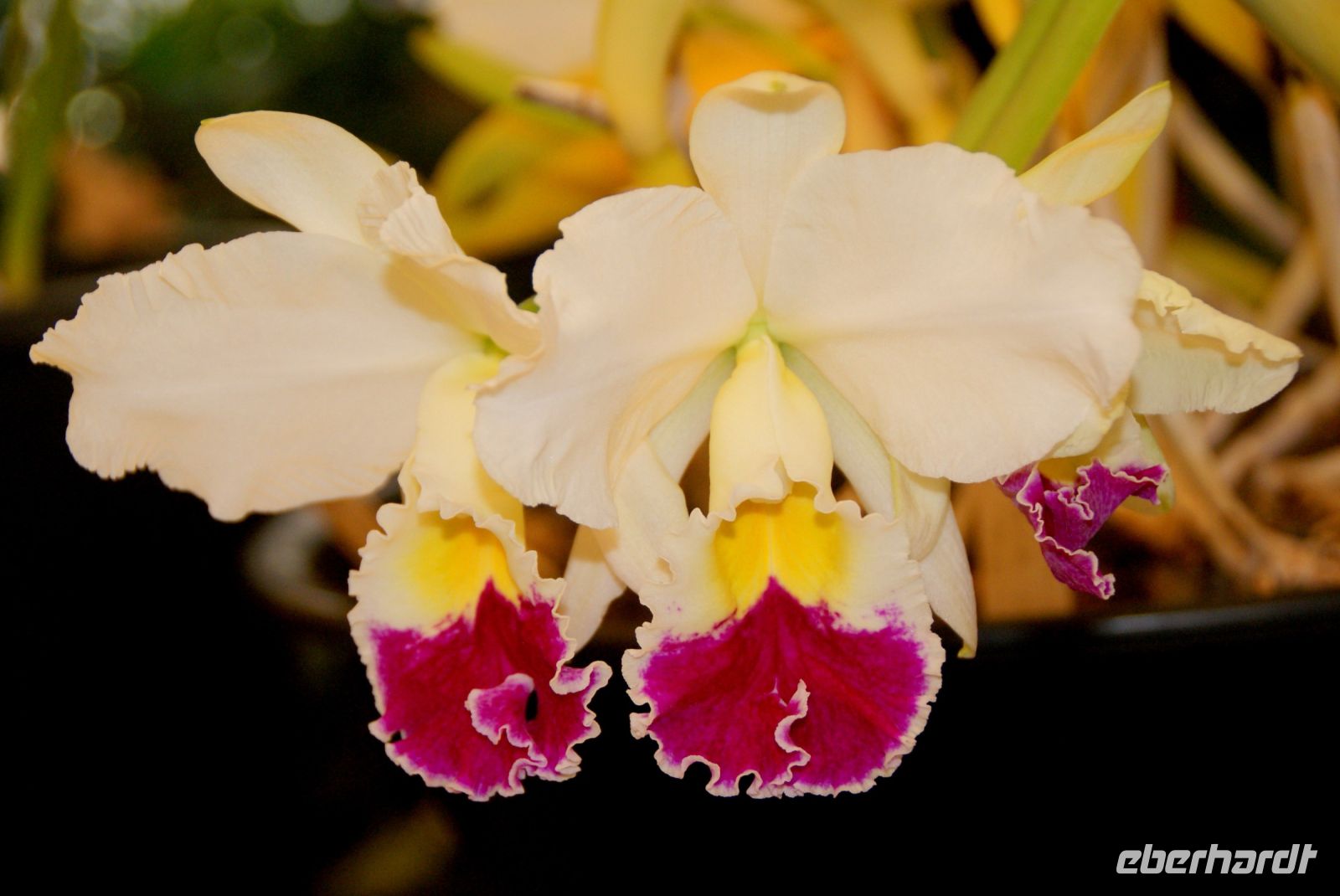 59 Orchideenpracht weit und breit &ndash; &copy; Susanne Schirmann (Eberhardt TRAVEL)