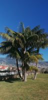 4 Silvester Madeira &ndash; &copy; Susanne Schirmann (Eberhardt TRAVEL)